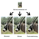 Vergleich Bikubisch / Bilinear / Pixelwiederholung