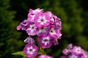 Wir schärfen diese schöne Blumenaufnahme nach.